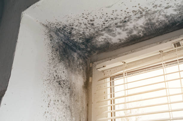 Affordable Mold Remediation solutions in Redmond, OR